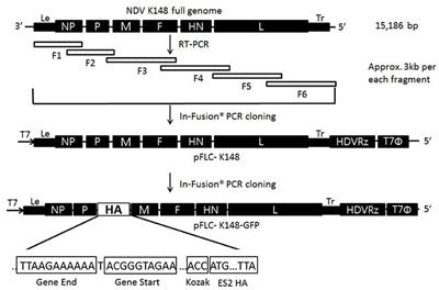 Live Recombinant NDV-Vectored H5 Vaccine Protects Chickens and Domestic Ducks From Lethal Infection of the Highly Pathogenic H5N6 Avian Influenza Virus